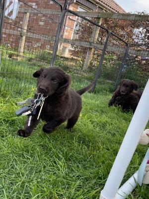 Puppy by Heath X Kamberin Cosmic Dancer