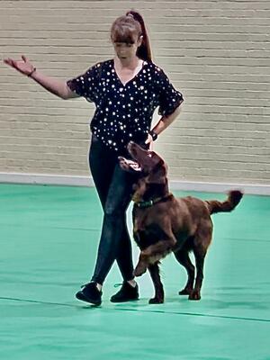 Qualifying Routine - Heelwork Crufts Semi Finals
