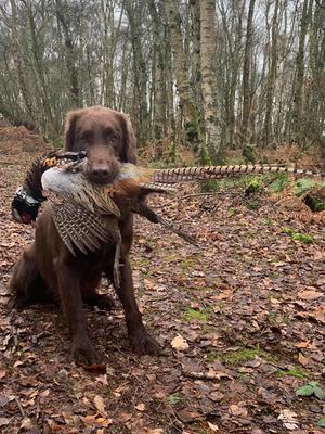 Heath with a cock pheasant retrieve
