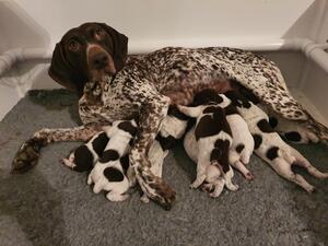 Lola's and her pups.