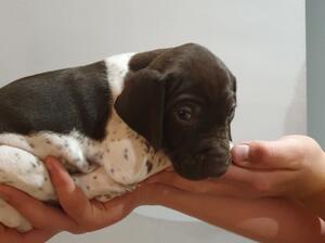 A liver and white dog.
