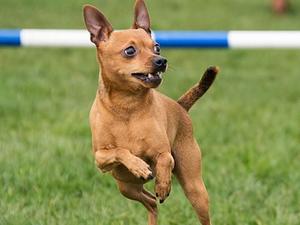 Kiri at agility