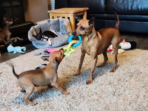Roscoe playing with cousin Pippin