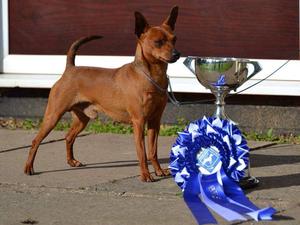 BOB Crufts 2016 Best in Show Min Pin Ch show 15