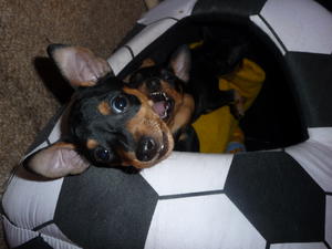 Cheeky dog puppy