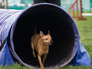 Kiri loves doing agility