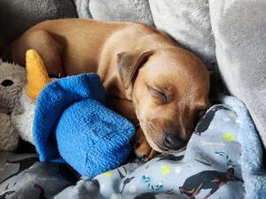Sleepy head