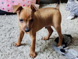 Roscoe at 8 weeks