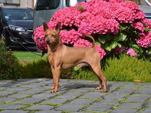 Reserve best in show at Selkirk open show, 1 CC, 4