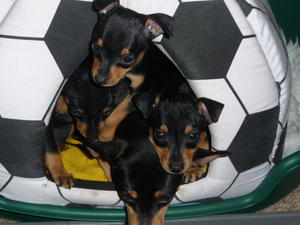 Dog puppy with siblings & mum