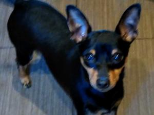 Coco my little madam