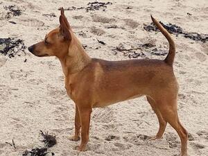 Pippin on the beach