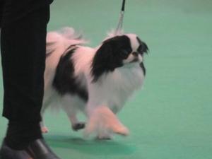 Crufts 2011