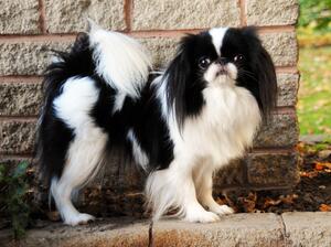 UK Champion Javalcy China Doll At Threadgold ShcM