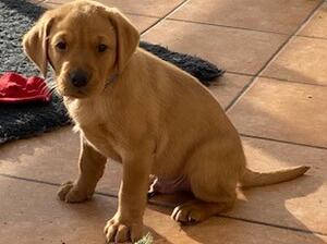 7 weeks old