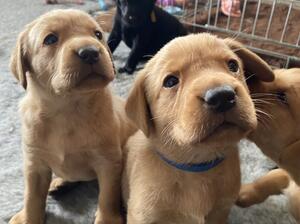 4 weeks