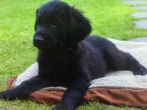 9 weeks old
