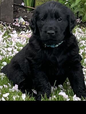 Puppy 6 weeks old