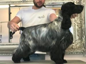 ROCKLLOCERS MAKE HEADWAY PET NAME POPPY