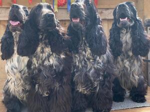 THE BLUE ROAN SHOW TEAM