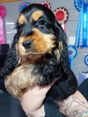 BLACK AND TAN BOY