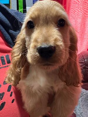 PUPPY BOY