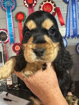 BLACK AND TAN GIRL