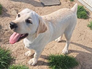 17 weeks old