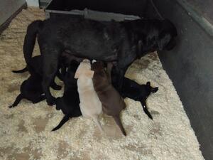 Mum at 6 weeks