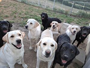 Mum with all my dogs. Front row left