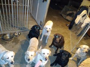 All my dogs