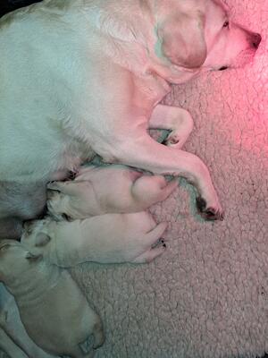 2 weeks old