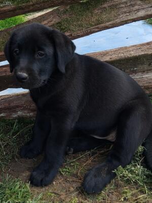 10 weeks old