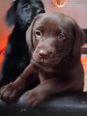 9 weeks old