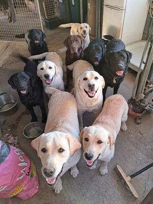 All my dogs