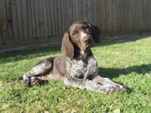 Tara as a pup herself