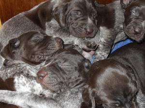 previous pups same parents