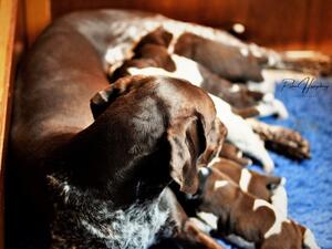 Mum and pups
