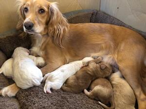 Mum and Puppies
