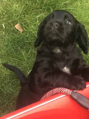 Black - Percy
