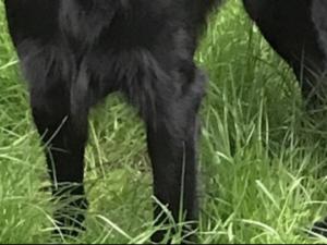 Flat-coat Retriever puppies for sale