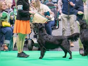 Crufts 2024