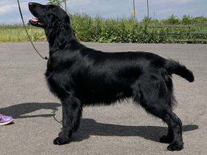 Finn - Finhamspride Kovu Among Rodsdream