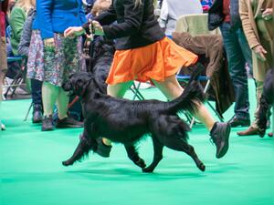 Crufts 2024