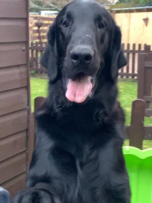Henry smiling at home