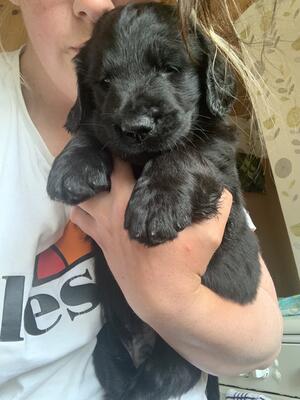 Little Henry