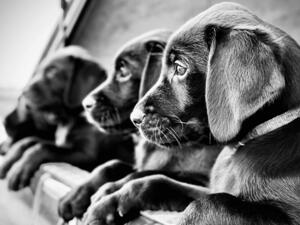 A Blue Litter