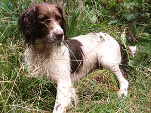 Gara ( Tarnock Little Gara)