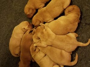 Puppies born 02.12.2018