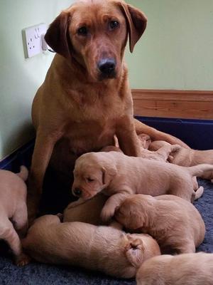 Dam and Pups
